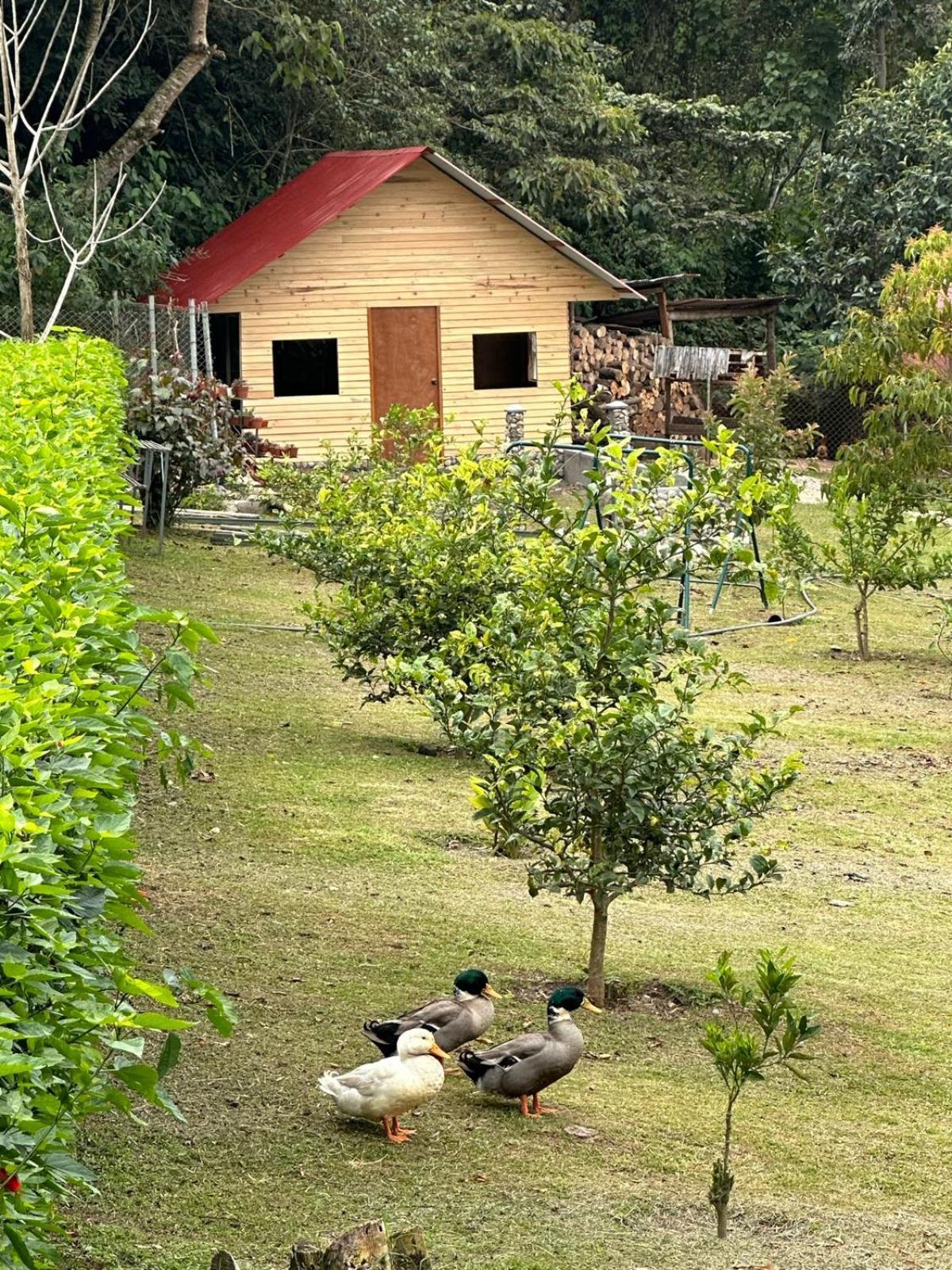 Hassinger Ranch Cabanas Oxapampa Eksteriør bilde
